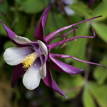 Aquilegia rockii