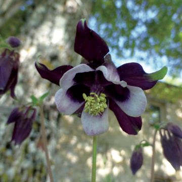 Aquilegia vulgaris William Guiness