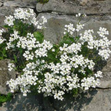 Arabis caucasica Bakkely