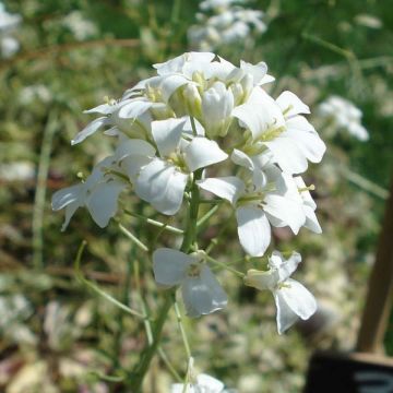 Arabis ferdinandi-coburgii Old Gold