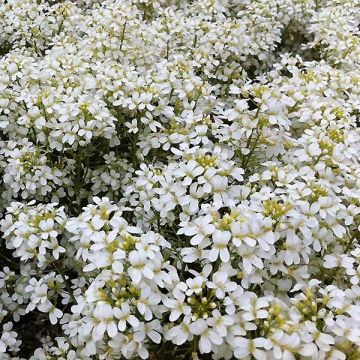 Arabis procurrens Neuschnee