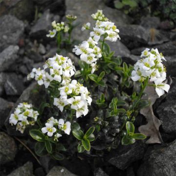 Arabis suendermannii