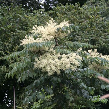 Aralia elata Golden Umbrella - Angelica del Giappone