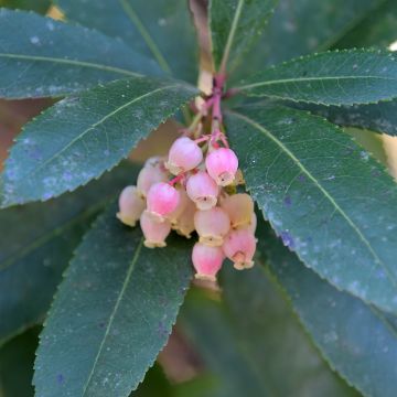 Arbutus unedo Pink Giant 'Nevez' - Corbezzolo