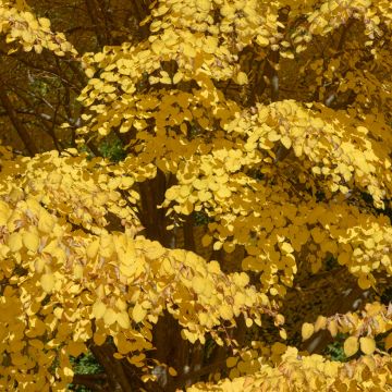 Cercidiphyllum japonicum - Albero del caramello