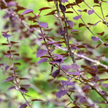 Cercidiphyllum japonicum Rotfuchs - Albero del caramello