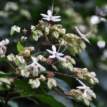 Clerodendro Fargesii - Clerodendrum trichotomum