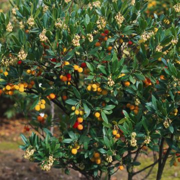 Arbutus unedo Atlantic - Corbezzolo