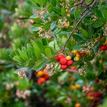 Arbutus unedo - Corbezzolo