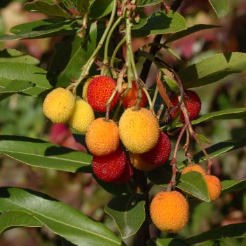 Arbutus unedo Roselily - Corbezzolo rosa