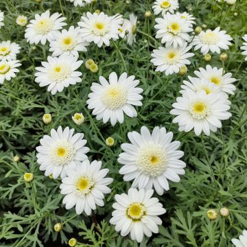 Argyranthemum frutescens Qinta White