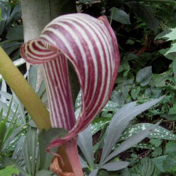 Arisaema fargesii