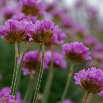 Armeria maritima Splendens