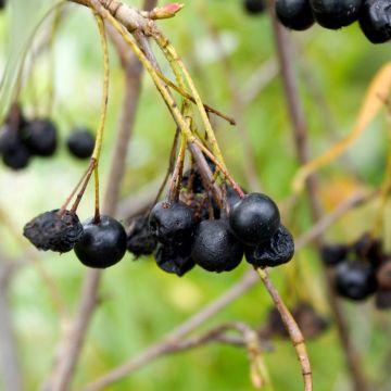 Aronia melanocarpa Autumn Magic - Aronia