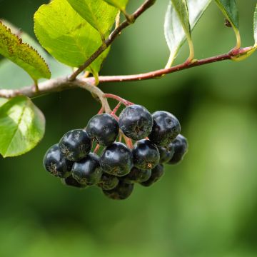 Aronia melanocarpa Professor Ed - Aronia nera