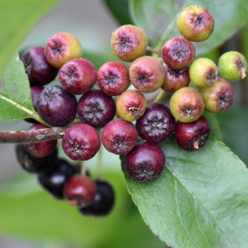 Aronia x prunifolia Nero - Aronia