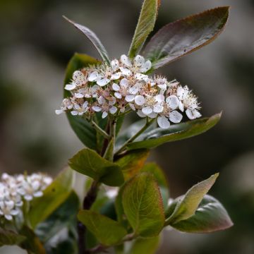 Aronia x prunifolia Viking - Aronia