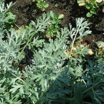 Artemisia absinthium Lambrook Silver - Assenzio vero