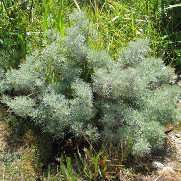 Artemisia alba Canescens - Assenzio maschio