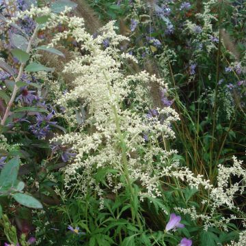 Artemisia lactiflora