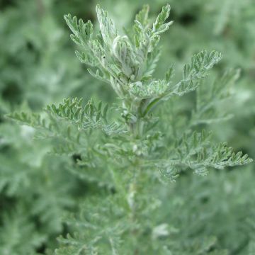 Artemisia pontica - Assenzio pontico