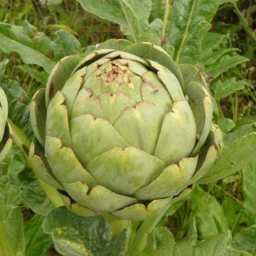 Carciofo Verde di Laon (piante)