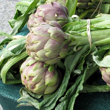 Carciofo Violetto di Provenza (in vasetto)