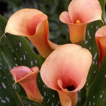 Zantedeschia Auckland - Calla