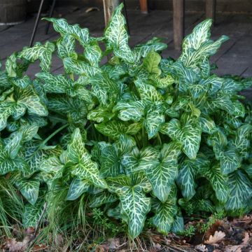 Arum italicum - Gìgaro chiaro