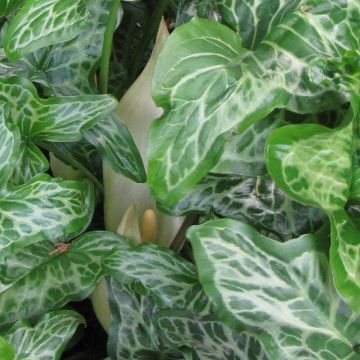 Arum italicum Marmoratum - Gìgaro chiaro