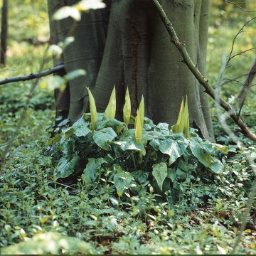 Arum maculatum - Gigaro scuro