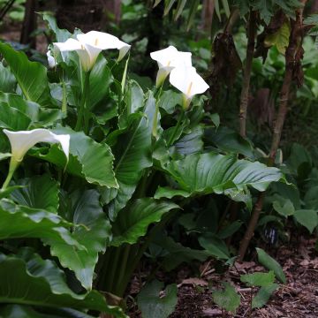 Zantedeschia aethiopica - Calla