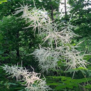 Aruncus Chantilly Lace - Barba di capra