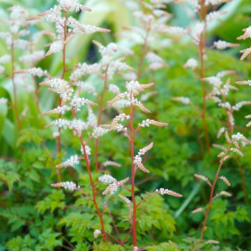 Aruncus aethusifolius - Barba di capra