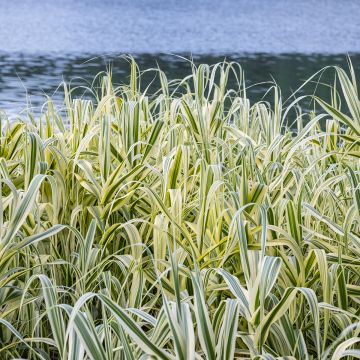 Arundo donax Ely - Canna comune