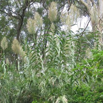 Arundo donax - Canna comune