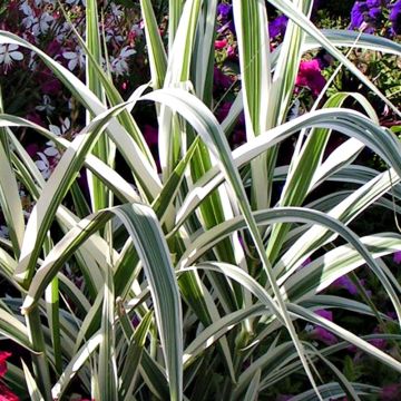 Arundo donax Versicolor - Canna comune