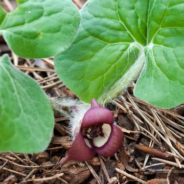 Asarum canadense - Asaro del Canadà