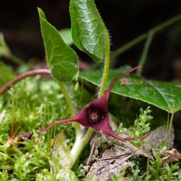 Asarum caudatum - Asaro