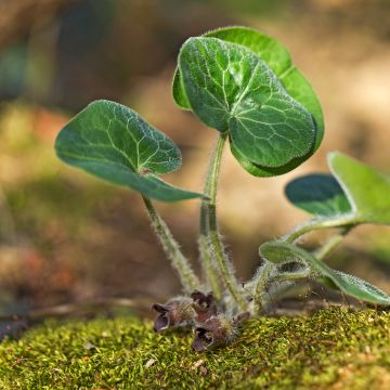 Asarum europaeum - Baccaro comune