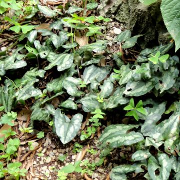 Asarum splendens - Asaro