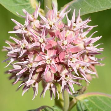 Asclepias speciosa