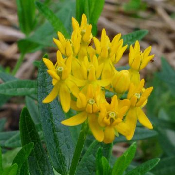 Asclepias tuberosa Jaune - Erba delle farfalle