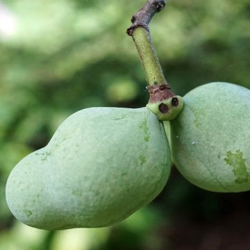 Asimina triloba Overlese - Asimina