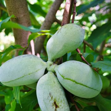 Asimina triloba Susquehanna Peterson Pawpaws - Asimina