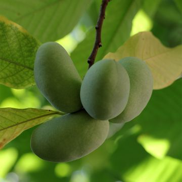 Asimina triloba Shenandoah - Asimina