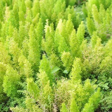 Asparagus densiflorus var. meyeri - Felce a coda di volpe