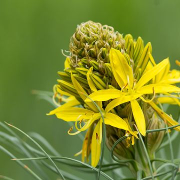 Asphodeline lutea - Asfodelo giallo