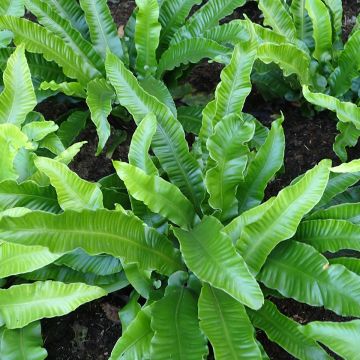 Phyllitis scolopendrium Angustifolia - Asplenio