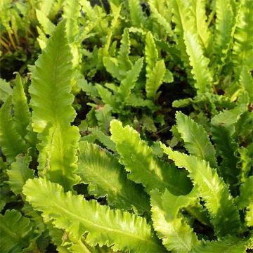 Asplenium scolopendrium Undulatum Angustatum - Lingua di cervo